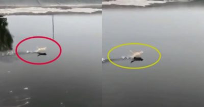 Video: Mèo dùng ‘khinh công’ chạy trên mặt nước gây bão mạng