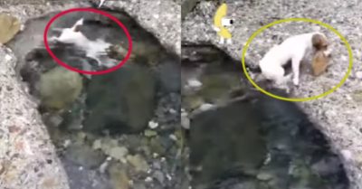 Video: Chú chó cưng lượm đá dưới hồ để chơi