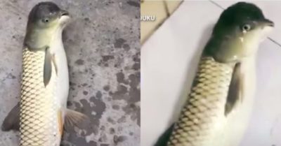 Video: Sinh vật lạ có thân cá đầu chim gây sốt mạng xã hội