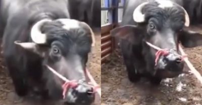 Video: Bò cái mang thai quỳ gối “xin tha mạng” khi sắp vào lò mổ