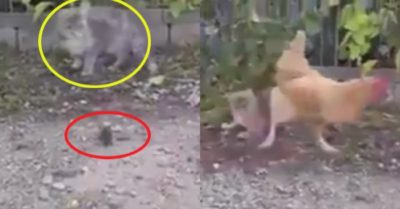 Video: Mèo bị gà hớt tay trên con mồi béo bở