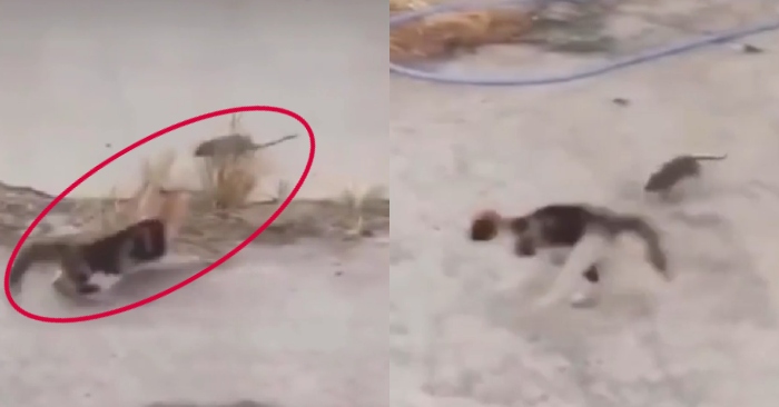 Video: Chuột hung hăng truy đuổi khiến mèo chạy té khói