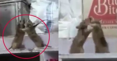 Video: Cuộc ‘đại chiến’ giữa hai chú chuột