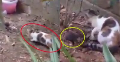 Video: Mèo rình bắt chuột chuyên nghiệp khiến người xem ‘té ngửa’