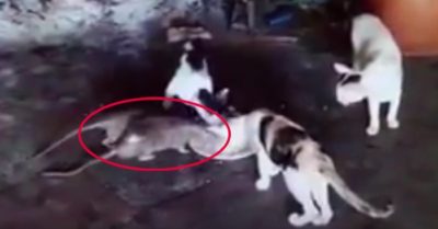 Video: Chuột ngang nhiên dùng bữa cùng mèo