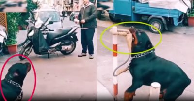 Video: Người đàn ông ghẹo nhầm chú chó thông minh