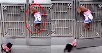 Video: Chú chó trèo cổng mở cửa vào nhà