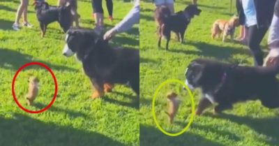 Video: Cún con sủa hung hăng ra oai ‘gã khổng lồ’