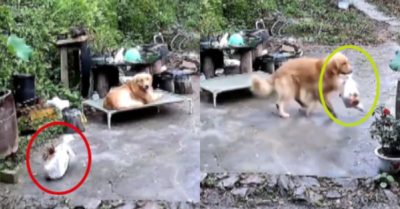 Video: Camera ghi cảnh chó cưng giấu gà của gia chủ