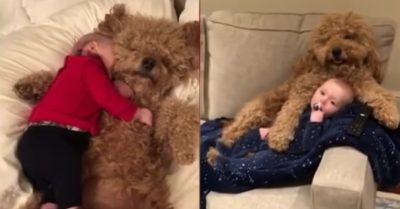 Video: Chú chó lông xù ôm bé trai ngủ ngon lành