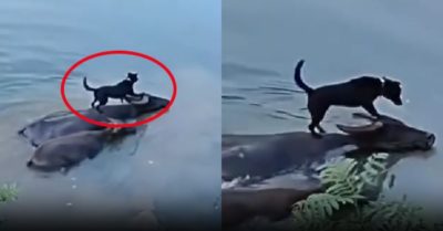 Video: Chú chó hãnh diện đứng trên lưng trâu vượt sông