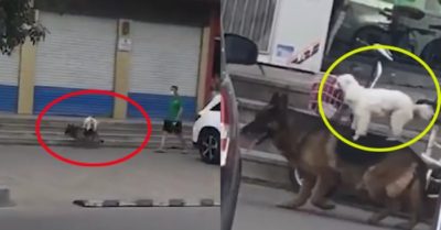 Video: Chú chó becgie cõng cún con dạo phố