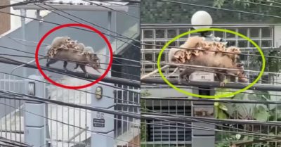 Video: Chuột mẹ cõng đàn con đi trên dây điện