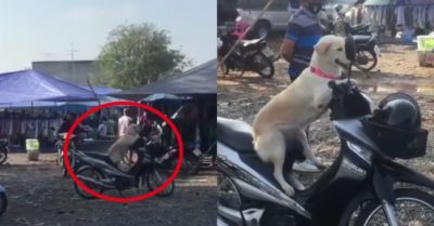 Video: Chó cưng trông xe cho cô chủ đi chợ