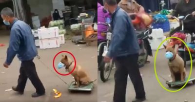 Video: Chó cưng được chủ đeo khẩu trang ra đường