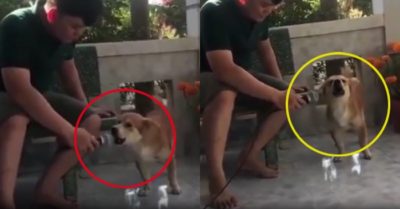 Video: Chó cưng trổ tài hát karaoke