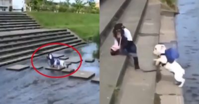 Video: Khỉ khéo léo dẫn chó qua suối đến trường