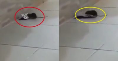 Video: Chuột tự cạy nắp cống để tẩu thoát