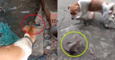 Video: Chó và mèo bất lực khi gặp chuột