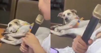 Video: Cô chủ hát karaoke khiến chó cưng bàng hoàng