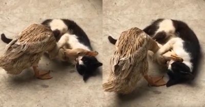 Video: Chú vịt khốn đốn vị bị mèo ôm chặt