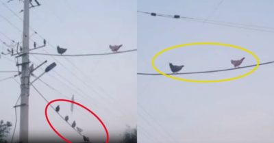 Video: Đàn gà băng qua đường bằng dây điện
