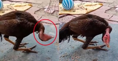 Video: Muốn hóa thân thành DJ nhưng lại biến thành gà