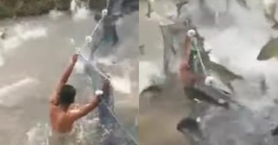 Video: Vỡ trận kéo lưới vì cá nhảy khỏi mặt nước quá nhiều