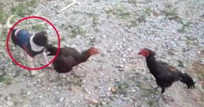 Video: Chó nhà lao vào ngăn gà đại chiến