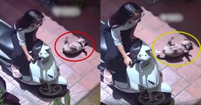 Video: Chó cưng ngã lăn ra đất khi cô chủ dừng xe máy