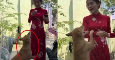 Video: Chó cưng níu kéo không cho cô chủ đi lấy chồng