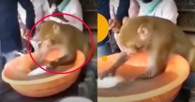 Video: Chú khỉ cặm cụi rửa chén đầy biểu cảm