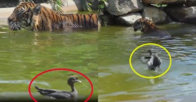 Video: Trận chiến không cân sức giữa vịt và hổ