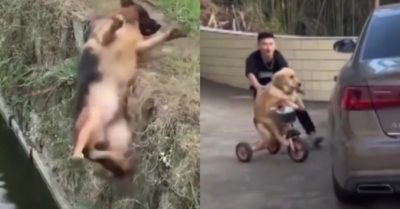 Video: ‘7749 kiếp nạn’ của chó cưng