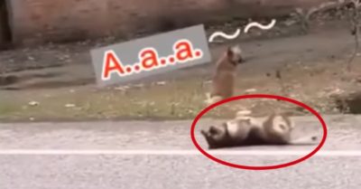 Video: Chó cưng nằm giữa đường ăn vạ