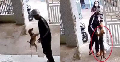 Video: Chú chó mê mệt anh người yêu của cô chủ
