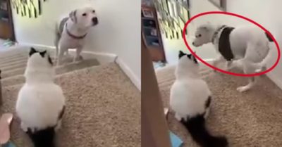 Video: Chú chó tìm cách đi qua trạm canh gác của mèo