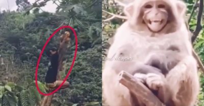 Video: Khỉ bật cười khi thấy thanh niên hái đu đủ