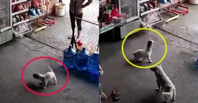 Video: Cún con ‘tối tăm mặt mũi’ vì kẹt đầu vào chai
