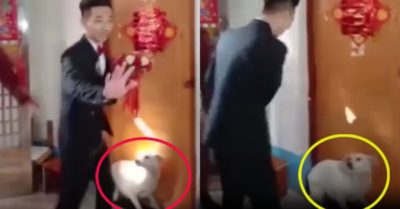 Video: Chó cưng canh cửa không cho chú rể vào phòng đón dâu