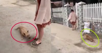 Video: Chú chó giả tàn tật để trêu cô gái