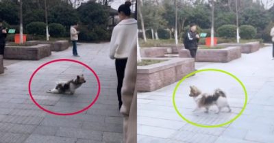 Video: Chú chó giả tàn tật, lê lết xin ăn trên phố