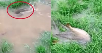 Video: Cá chép mùa đẻ trứng trên đồng ruộng