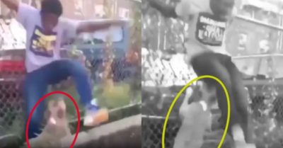 Video: Nam thanh niên khốn đốn vì trêu chó