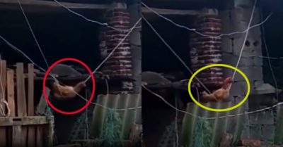 Video: Chú gà thể hiện tài giữ thăng bằng siêu đẳng