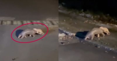Video: Tê tê con bám chặt đuôi mẹ băng qua đường về rừng