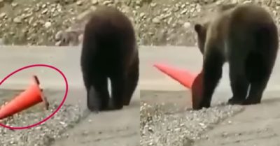Video: Gấu đen tự giác xếp lại cọc tiêu giao thông bị đổ trên đường