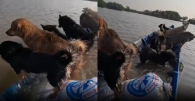 Video: Titanic phiên bản đàn chó ‘nhấn’ chìm xuồng