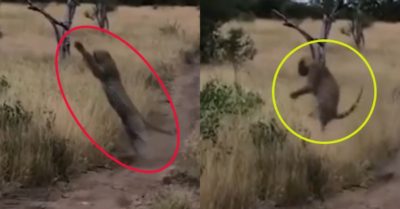 Video: Báo đốm dùng ‘khinh công’ tóm gọn chim