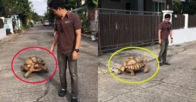 Video: Rùa khổng lồ dạo phố cùng chủ nhân